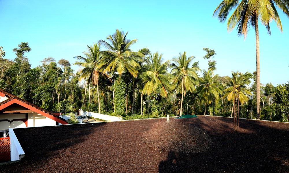 Coffee Native - A Family Homestay Mudigere Room photo