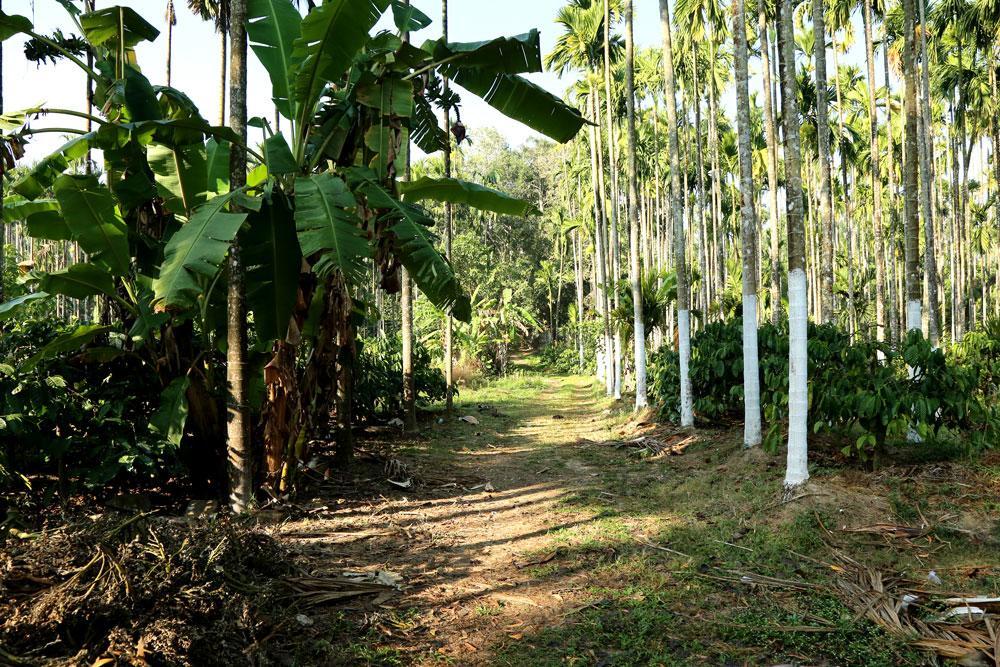 Coffee Native - A Family Homestay Mudigere Room photo